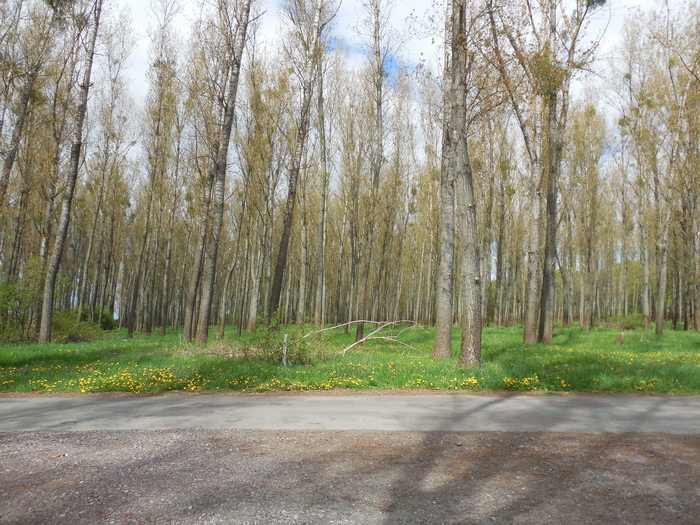 DSCN0786.JPG